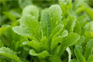 Echinops bannaticus 'Taplow Blue' - Kugeldistel 'Taplow Blue'