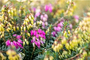Erica carnea, rosa - Erica carnea, rosa