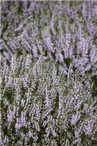 Erica carnea, rosa - Erica carnea, rosa