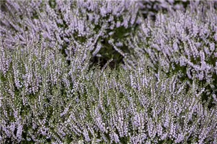 Erica carnea, rosa - Erica carnea, rosa