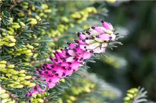 Erica carnea, rosa - Erica carnea, rosa