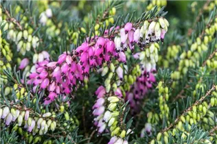 Erica carnea, rosa - Erica carnea, rosa