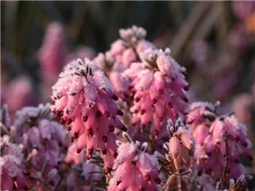 Erica carnea, rosa - Erica carnea, rosa