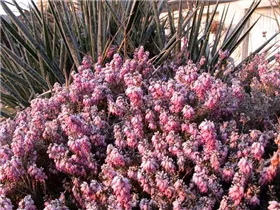 Erica carnea, rosa - Erica carnea, rosa