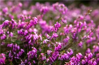 Erica carnea, rosa - Erica carnea, rosa