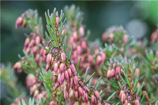 Erica carnea, rot - Erica carnea, rot