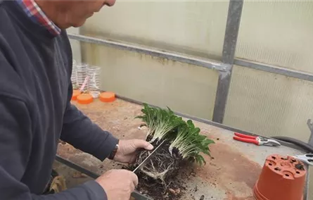 Funkien - Teilen und Einpflanzen Funkien - Teilen und Einpflanzen