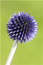 Echinops ritro 'Veitchs Blue' - Veitchs-Garten-Kugeldistel 'Veitchs Blue' Echinops ritro 'Veitchs Blue' - Veitchs-Garten-Kugeldistel 'Veitchs Blue'