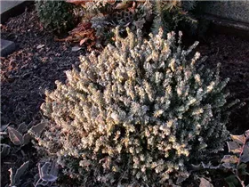 Erica carnea, weiß - Erica carnea, weiß