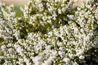 Erica carnea, weiß - Erica carnea, weiß