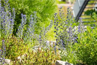 Echium vulgare - Gewöhnlicher Natternkopf Echium vulgare - Gewöhnlicher Natternkopf
