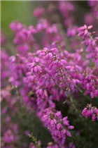 Erica cinerea - Grauheide