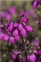 Erica cinerea - Grauheide