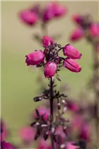 Erica cinerea - Grauheide