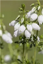 Erica cinerea - Grauheide