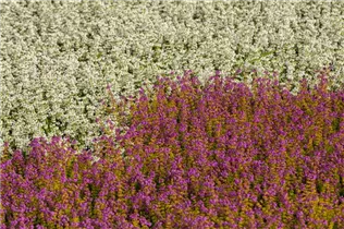Erica cinerea - Grauheide