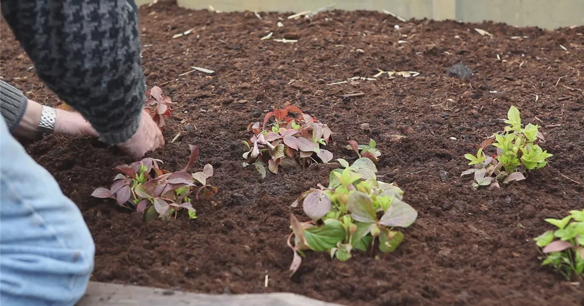  - Teppich-Hartriegel - Einpflanzen im Garten