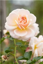 Edelrose - Edelrose Edelrose - Edelrose