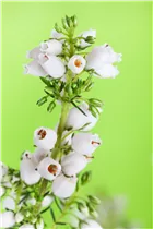 Erica cinerea 'Heideperle'® - Grauheide 'Heideperle'® Erica cinerea 'Heideperle'® - Grauheide 'Heideperle'®