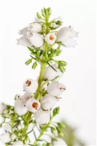 Erica cinerea 'Heideperle'® - Grauheide 'Heideperle'® Erica cinerea 'Heideperle'® - Grauheide 'Heideperle'®