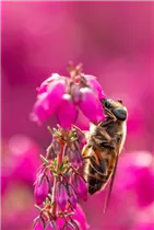 Erica cinerea 'Roter Kobold' - Grauheide 'Roter Kobold'