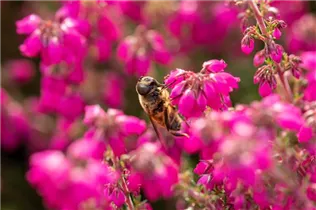 Erica cinerea 'Roter Kobold' - Grauheide 'Roter Kobold'