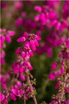 Erica cinerea 'Roter Kobold' - Grauheide 'Roter Kobold'