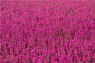 Erica cinerea 'Roter Kobold' - Grauheide 'Roter Kobold'