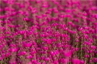 Erica cinerea 'Roter Kobold' - Grauheide 'Roter Kobold'