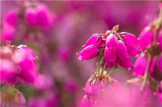 Erica cinerea 'Roter Kobold' - Grauheide 'Roter Kobold'