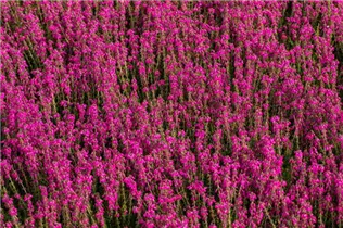 Erica cinerea 'Roter Kobold' - Grauheide 'Roter Kobold'
