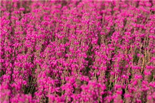 Erica cinerea 'Roter Kobold' - Grauheide 'Roter Kobold'