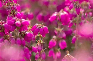 Erica cinerea 'Roter Kobold' - Grauheide 'Roter Kobold'