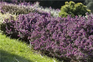 Erica darleyensis - Winterblühende Heide Erica darleyensis - Winterblühende Heide
