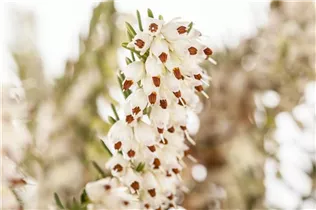 Erica darleyensis - Winterblühende Heide Erica darleyensis - Winterblühende Heide