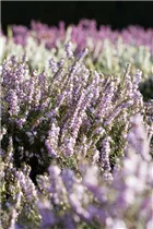Erica darleyensis - Winterblühende Heide Erica darleyensis - Winterblühende Heide