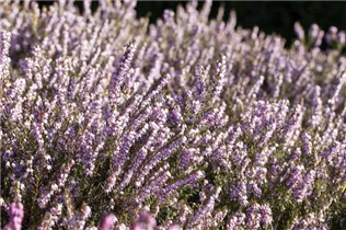 Erica darleyensis - Winterblühende Heide Erica darleyensis - Winterblühende Heide