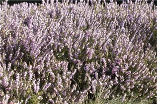 Erica darleyensis - Winterblühende Heide Erica darleyensis - Winterblühende Heide