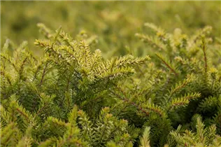 Erica darleyensis - Winterblühende Heide Erica darleyensis - Winterblühende Heide