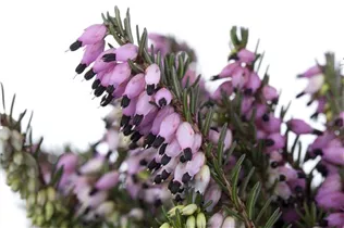Erica darleyensis - Winterblühende Heide Erica darleyensis - Winterblühende Heide