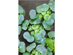 Eichhornia crassipes - Wasserhyazinthe Eichhornia crassipes - Wasserhyazinthe