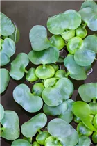 Eichhornia crassipes - Wasserhyazinthe Eichhornia crassipes - Wasserhyazinthe