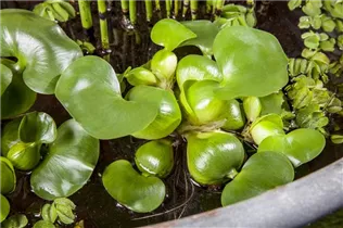 Eichhornia crassipes - Wasserhyazinthe Eichhornia crassipes - Wasserhyazinthe