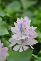 Eichhornia crassipes - Wasserhyazinthe Eichhornia crassipes - Wasserhyazinthe
