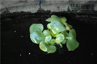 Eichhornia crassipes - Wasserhyazinthe Eichhornia crassipes - Wasserhyazinthe