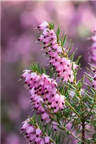 Erica darleyensis 'Darley Dale' - Winterblühende Heide 'Darley Dale'