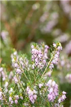 Erica darleyensis 'Darley Dale' - Winterblühende Heide 'Darley Dale'
