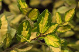 Elaeagnus pungens 'Maculata' - Buntlaubige Ölweide 'Maculata'