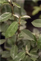 Elaeagnus x ebbingei - Wintergrüne Ölweide