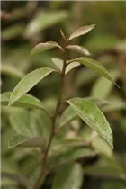 Elaeagnus x ebbingei - Wintergrüne Ölweide